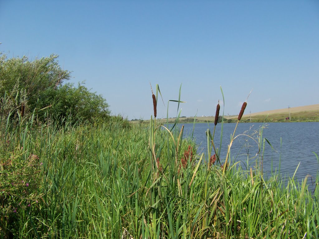 Ставок села Довжанка